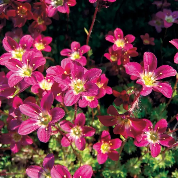 Saxifraga hybrida Alpino Deep Rose
