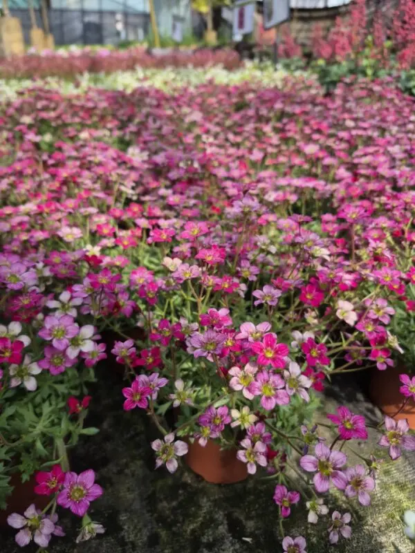 Saxifraga hybrida Alpino Deep Rose