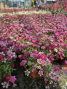 Saxifraga hybrida Alpino Deep Rose