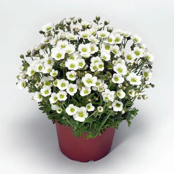 Saxifraga hybrida Alpino White