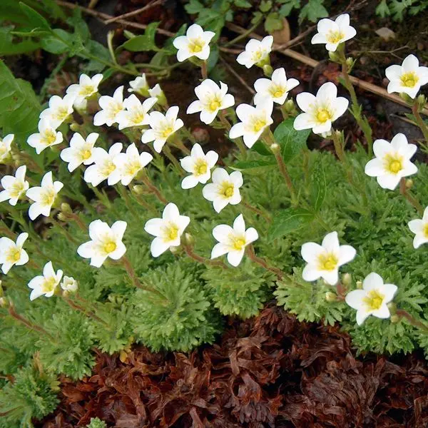 Saxifraga hypnoides Alba