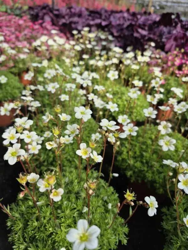 Saxifraga hypnoides Alba
