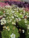 Saxifraga hypnoides Alba
