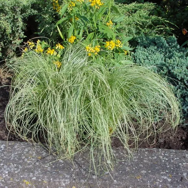 Carex comans Amazon Mist