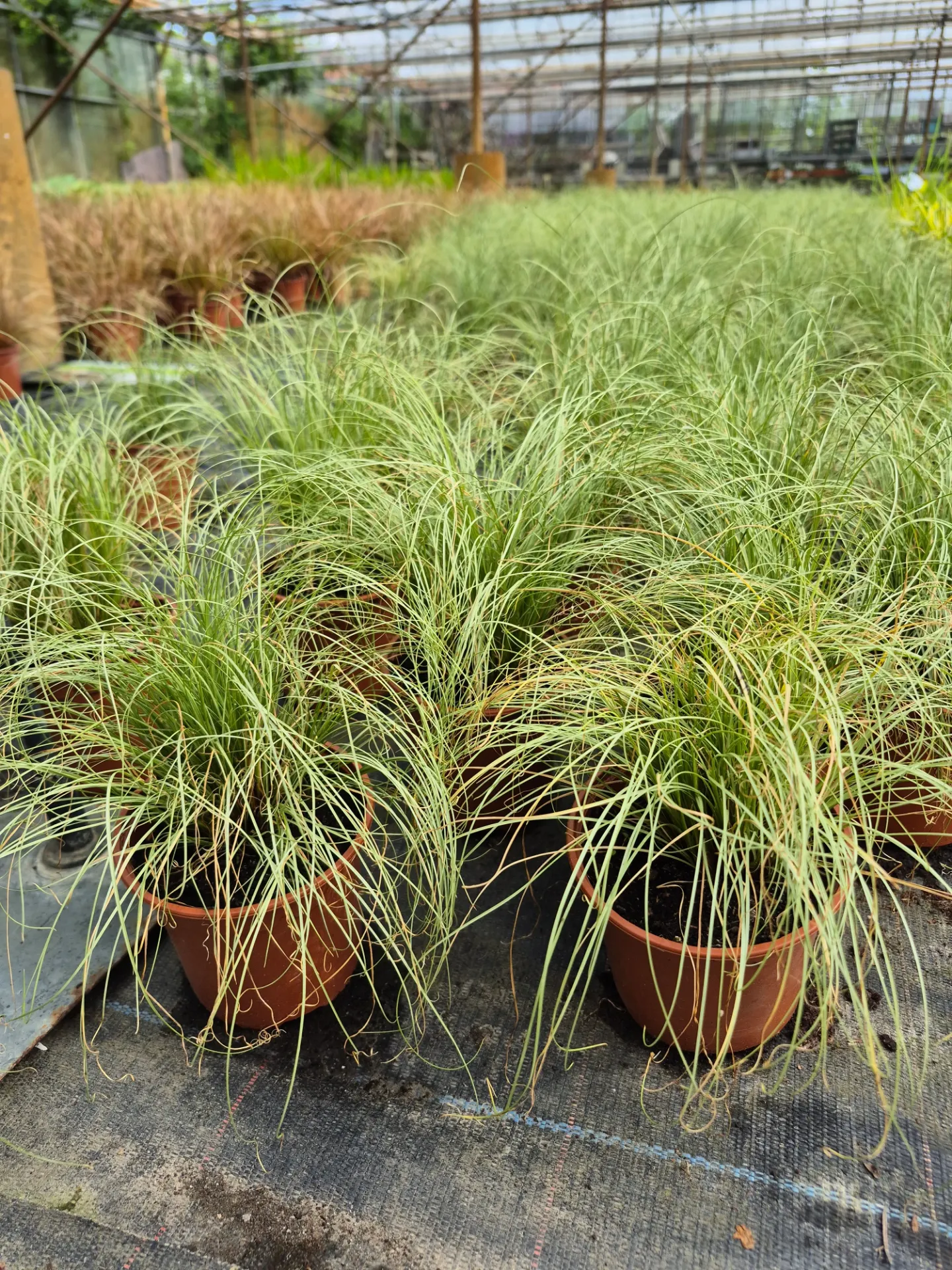 Carex comans Amazon Mist