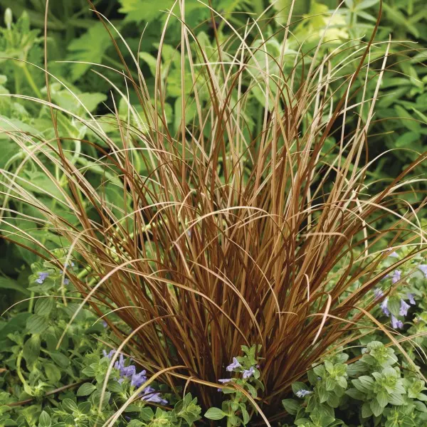 Carex flagellifera Auburn Bronzita