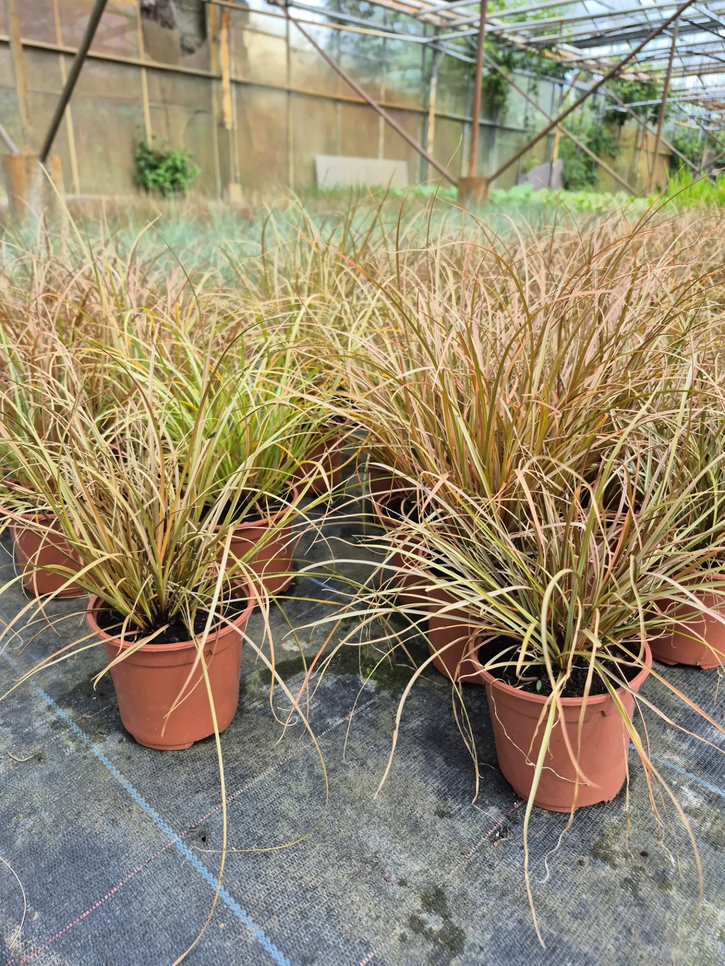 Carex flagellifera Auburn Bronzita