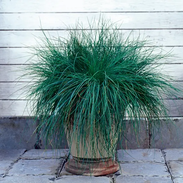 Festuca glauca Improved