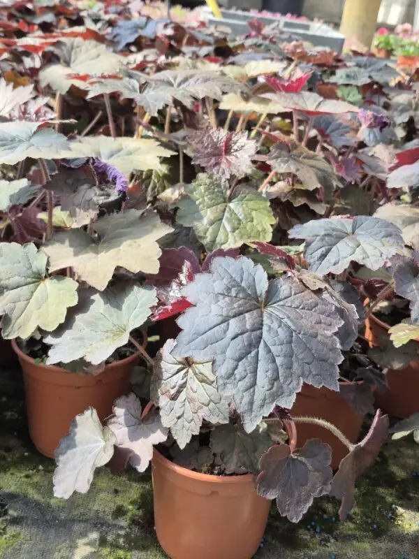 Heuchera micrantha Palace Purple