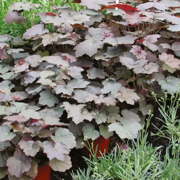 Heuchera micrantha Palace Purple