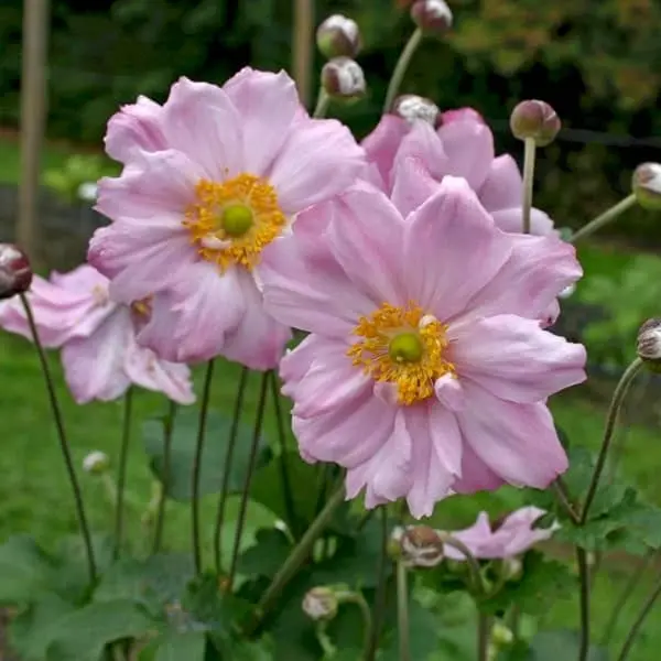 Anemone hybrida Koningin Charlotte