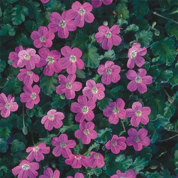 Erodium x variable Bishops Form Rose