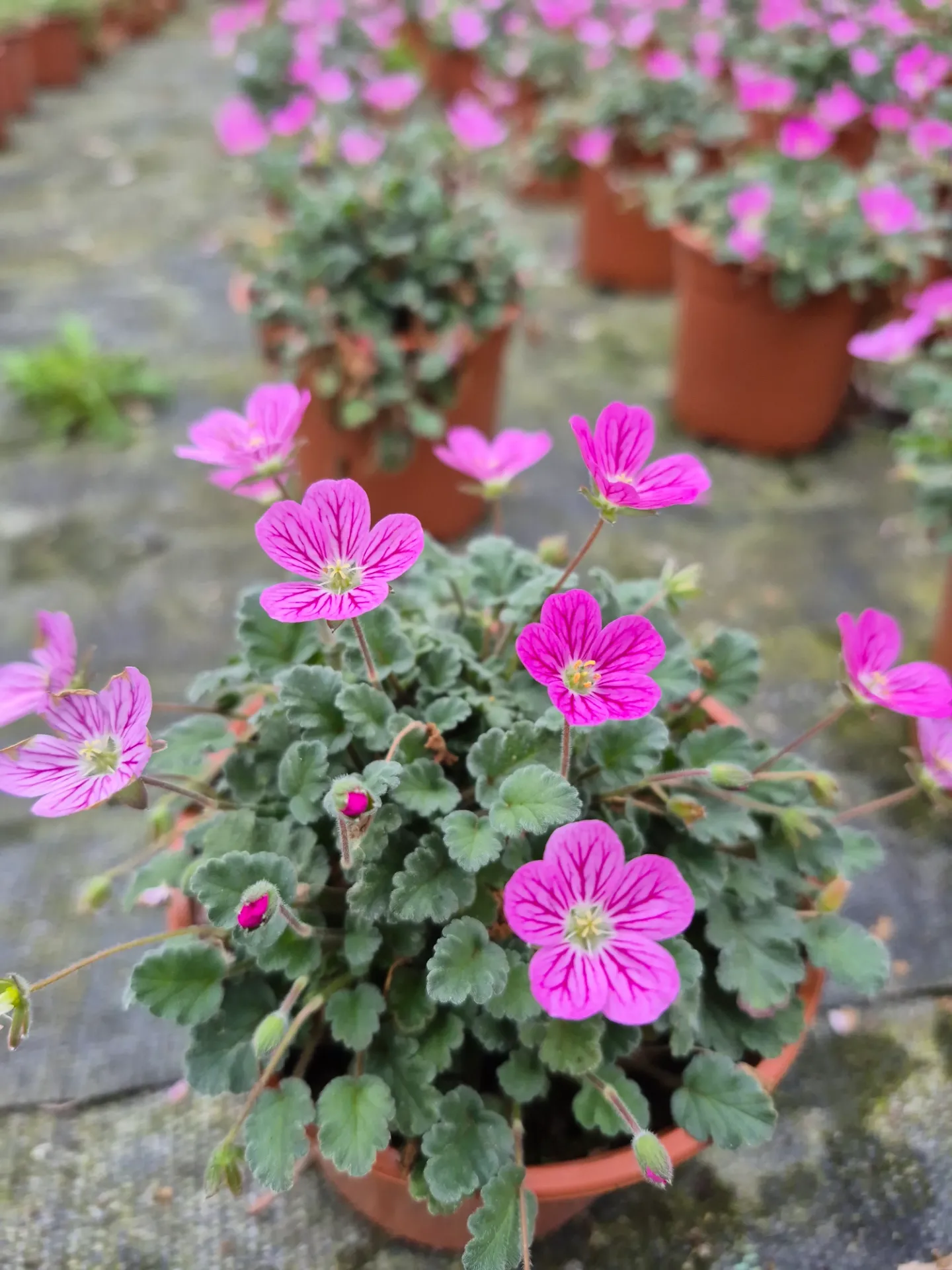 Erodium x variable Bishops Form Rose