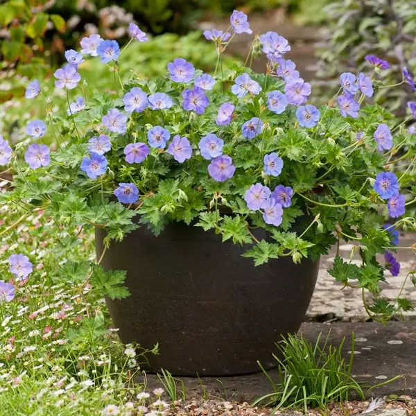 Geranium hybrida Azure Rush