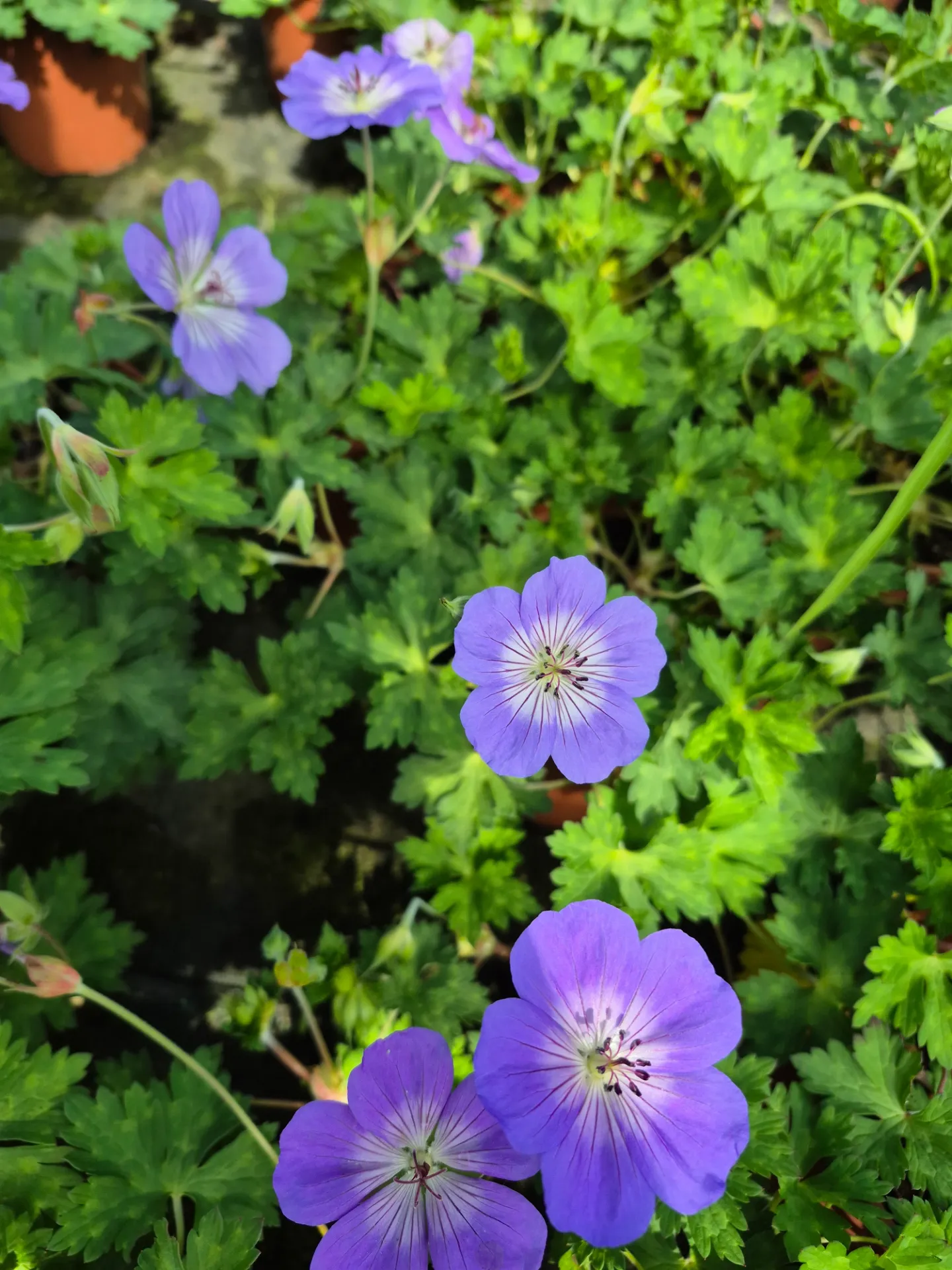 Geranium hybrida Azure Rush