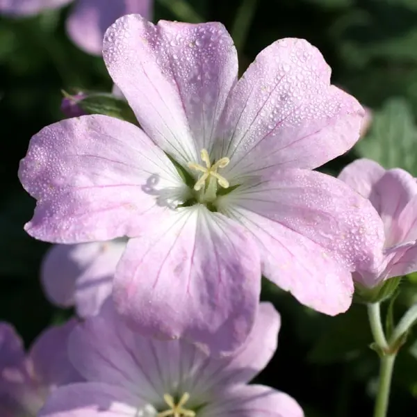 Geranium sanguineum Frivolius Pink