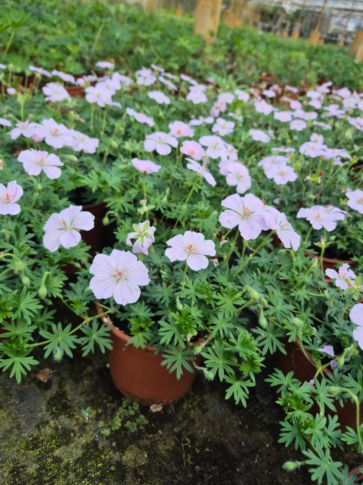 Geranium sanguineum Frivolius Pink