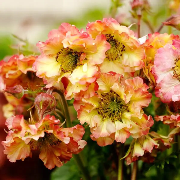 Geum hybrida Pretticoats Peach