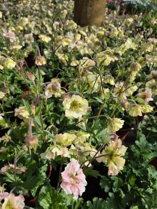 Geum hybrida Pretticoats Peach