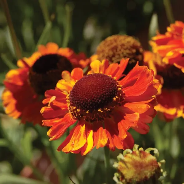 Helenium autumnale Mardi Gras