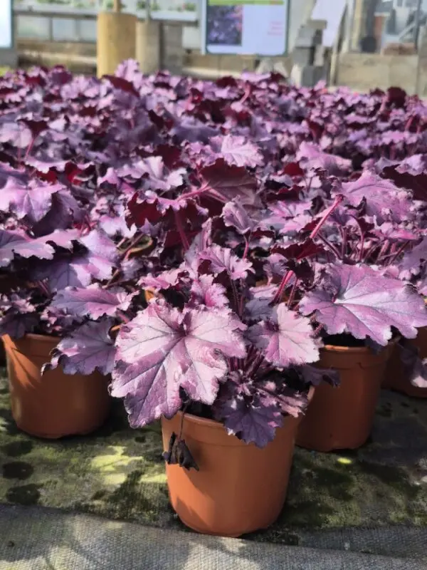 Heuchera hybrida Forever Purple