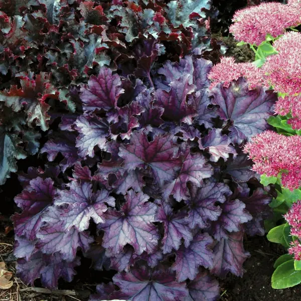Heuchera hybrida Forever Purple