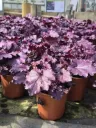 Heuchera hybrida Forever Purple