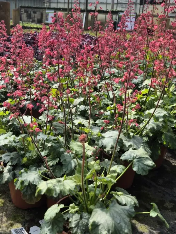 Heuchera hybrida Paris
