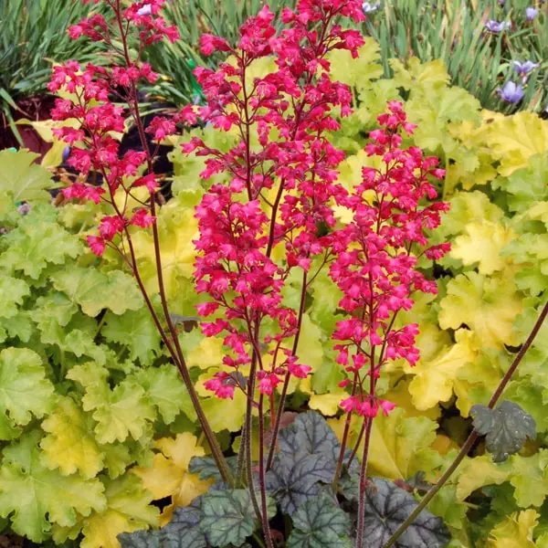 Heuchera hybrida Paris
