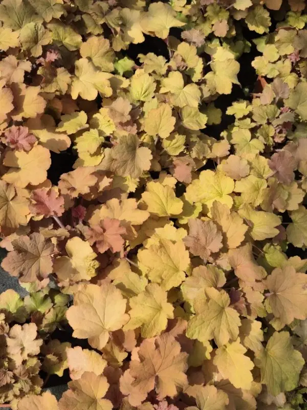 Heuchera villosa Caramel