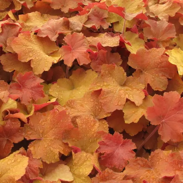 Heuchera villosa Caramel
