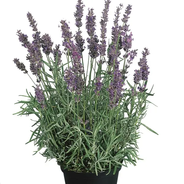 Lavandula angustifolia Hidcote