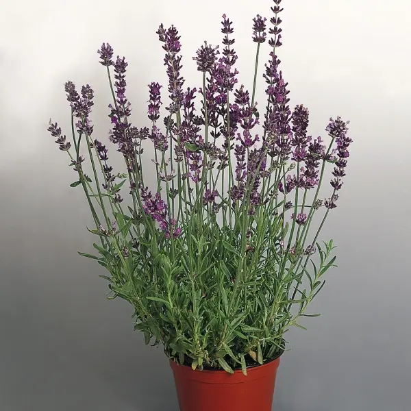 Lavandula angustifolia Munstead