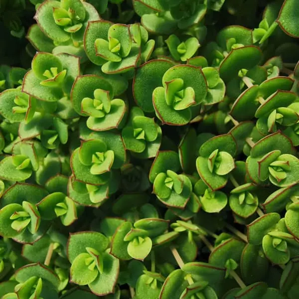 Sedum hybrida Majestic Kiss