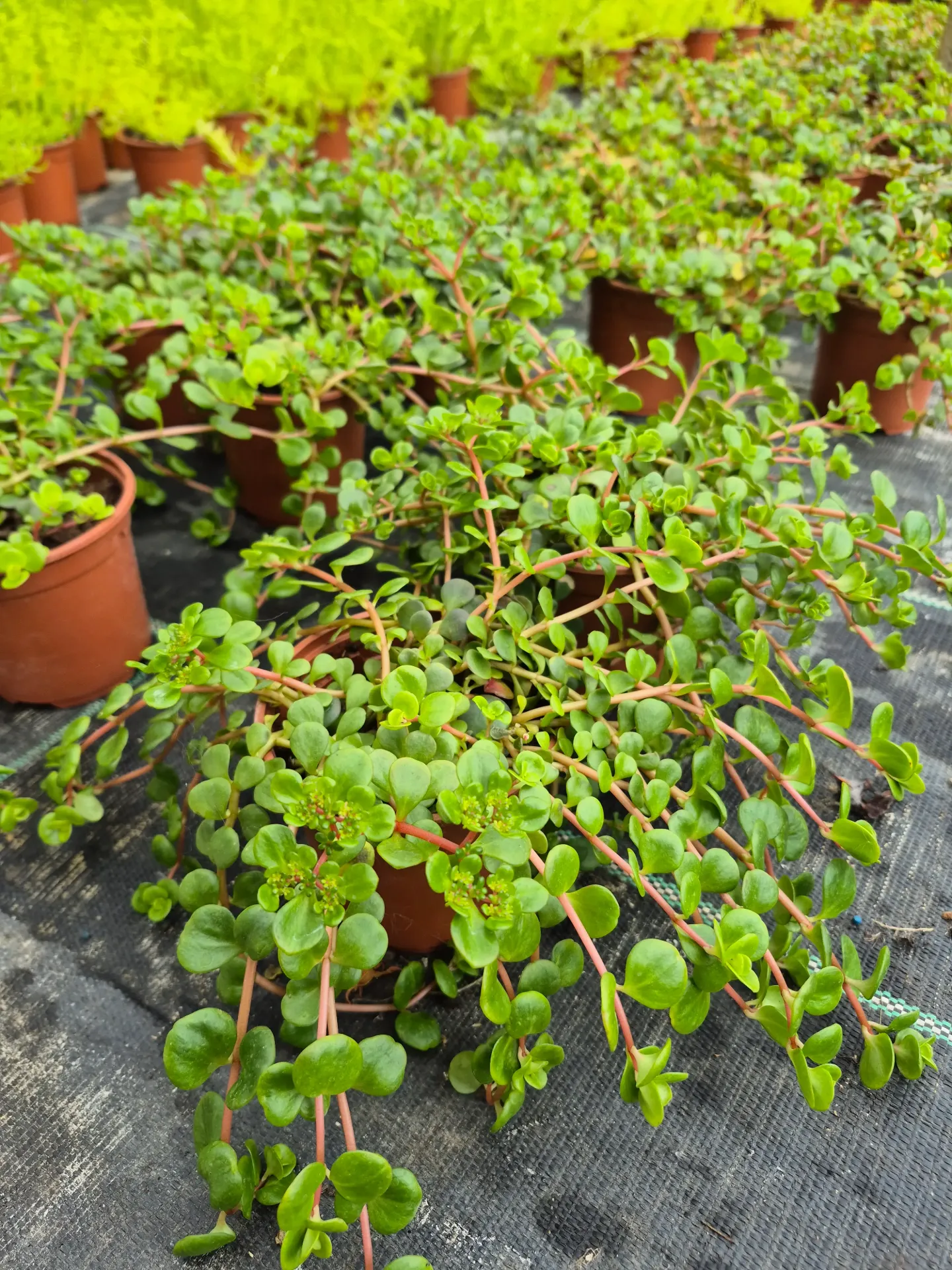 Sedum hybrida Majestic Kiss