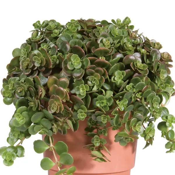 Sedum makinoi