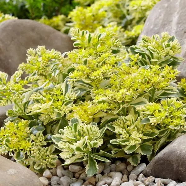 Sedum takesimense Atlantis