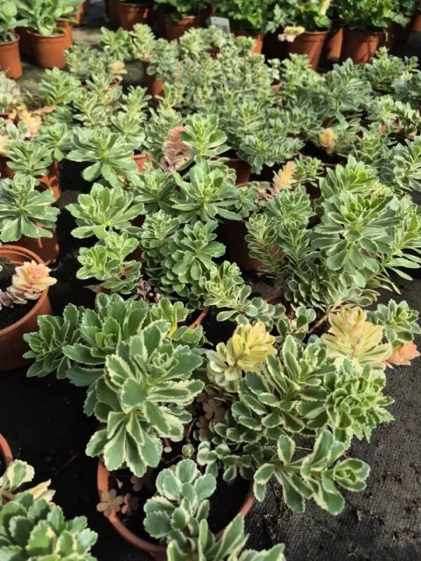 Sedum takesimense Atlantis