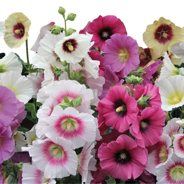 Alcea rosea Halo Mix