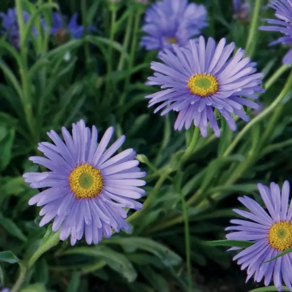 Aster alpinus Superbus Goliath