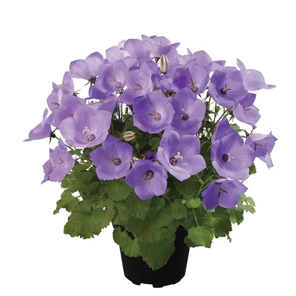 Campanula carpatica Pearl Deep Blue