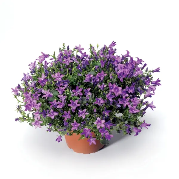 Campanula portenschlagiana Streetwise Deep Blue