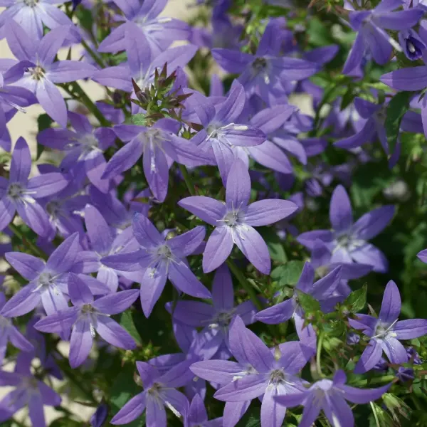 Campanula poscharskyana