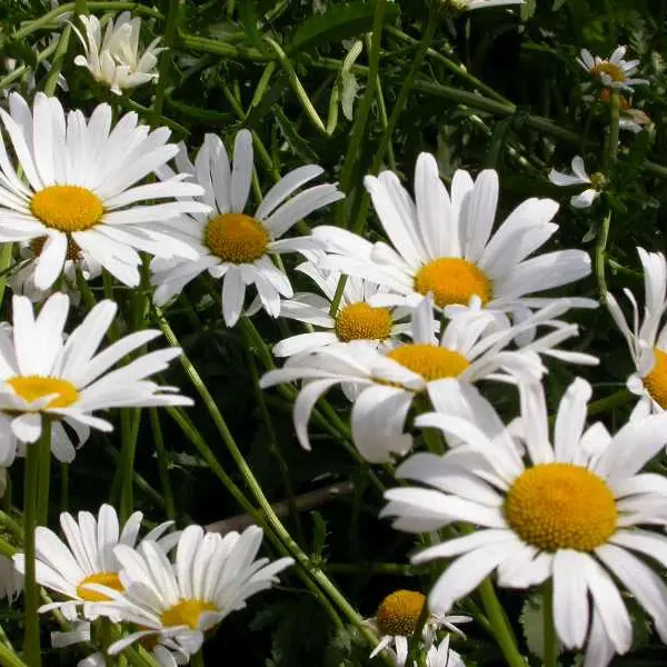 Chrysanthemum leucanthemum May Queen
