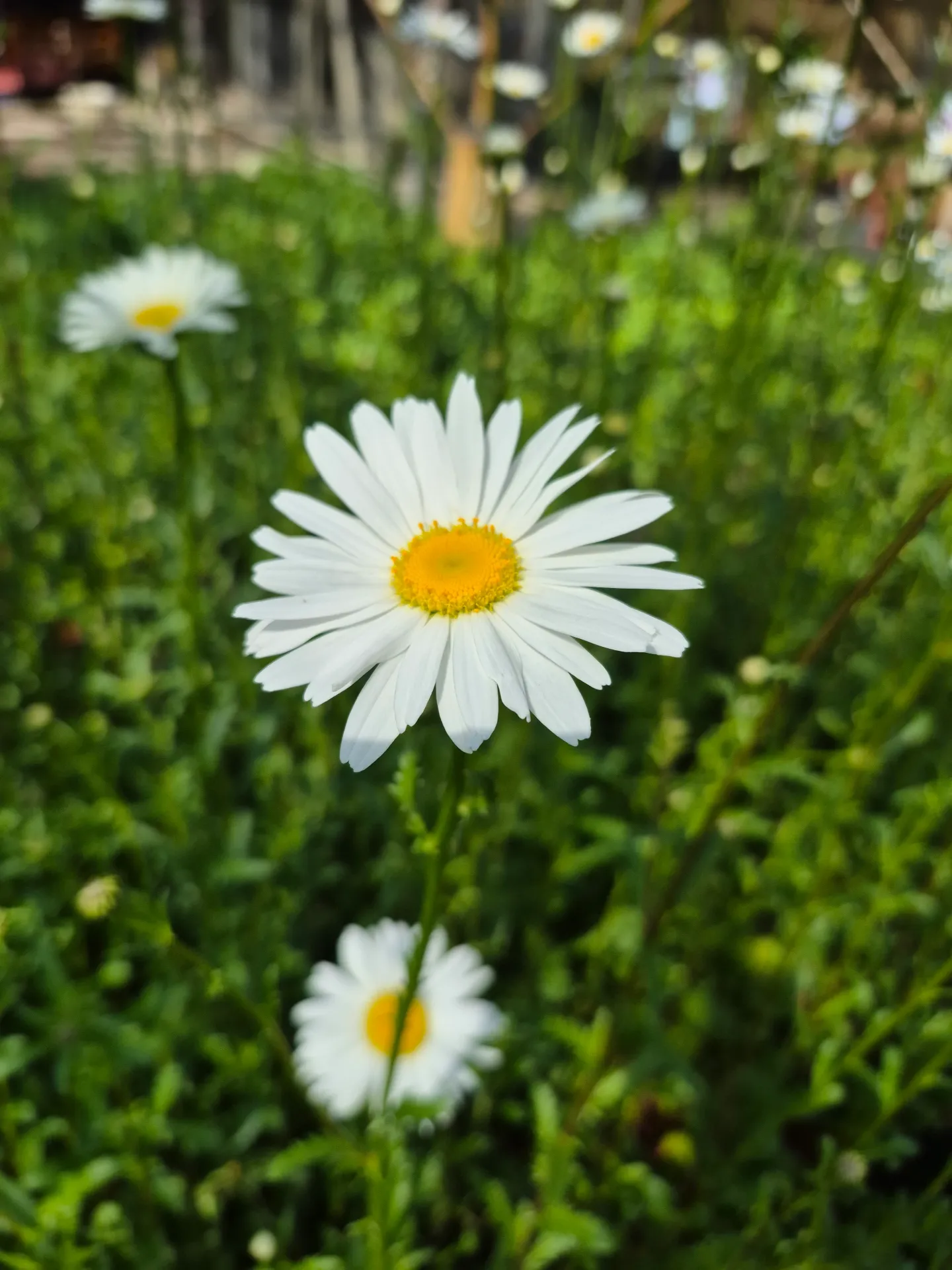 Chrysanthemum leucanthemum May Queen