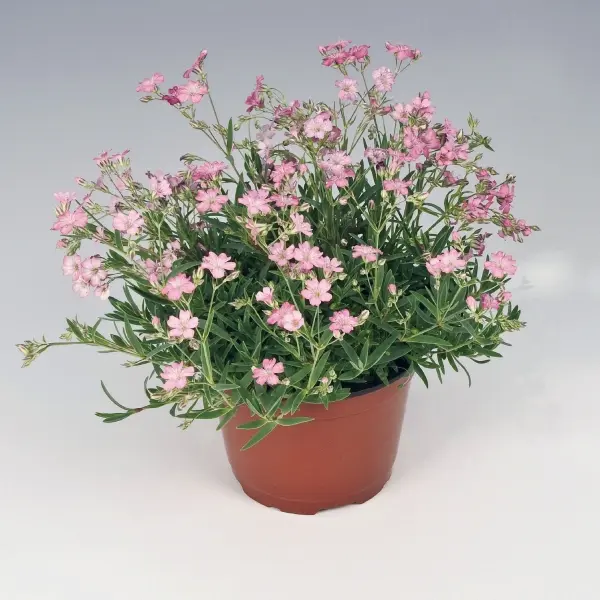 Gypsophila repens Filou Rose