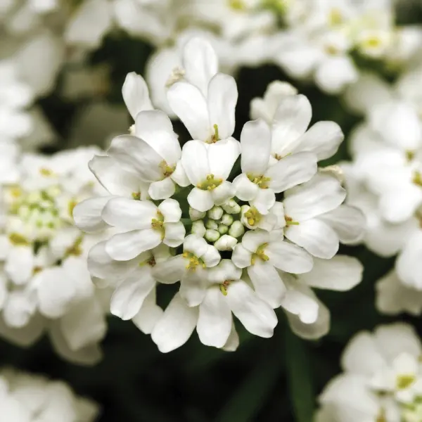 Iberis sempervirens Snowflake