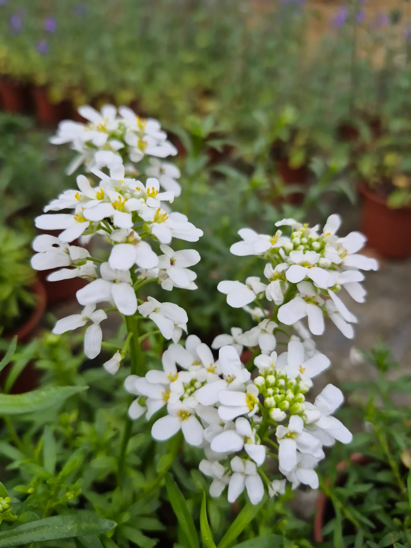 Iberis sempervirens Snowflake