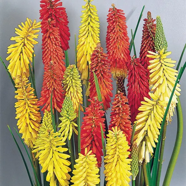Kniphofia uvaria Flamenco Mix