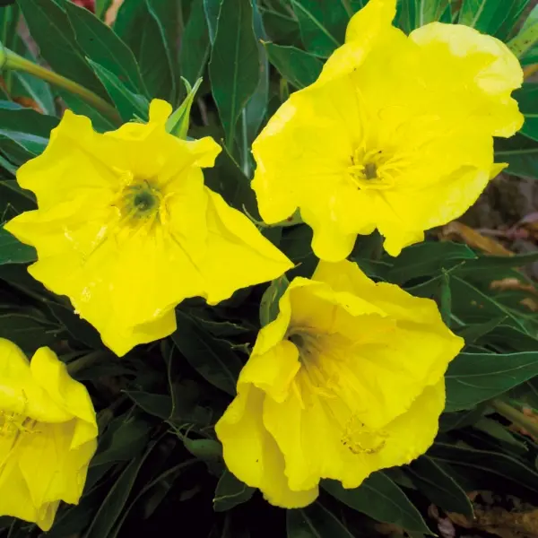 Oenothera missouriensis